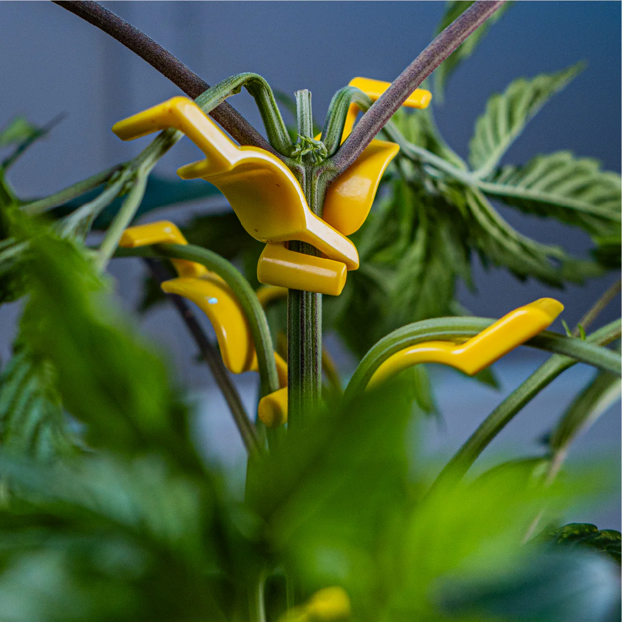 BudClips - Image 4