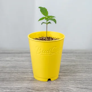 BudCups