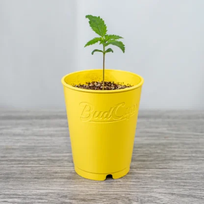 BudCups