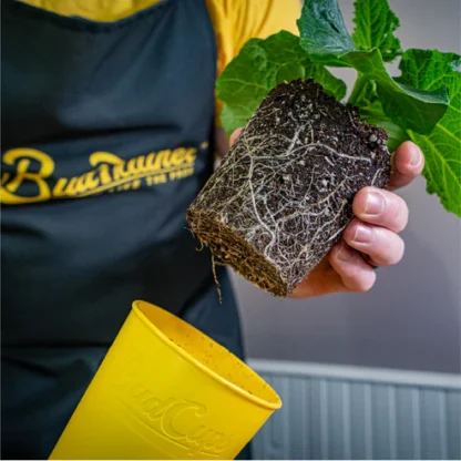 BudCups - Image 3